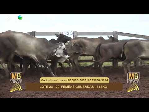 551� LEIL�O VIRTUAL MB LEIL�ES