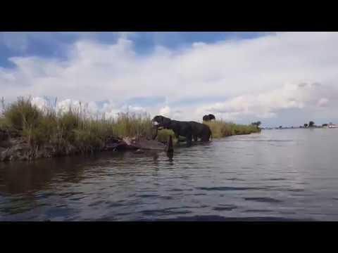 Game cruise on the Chobe River