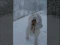 2009-01-06 | Ruffo (Spinone Italiano) a capodanno ~> Il nostro Spinone Italiano Ruffo gioca nella neve - Capodanno 2009 ... (01:19)