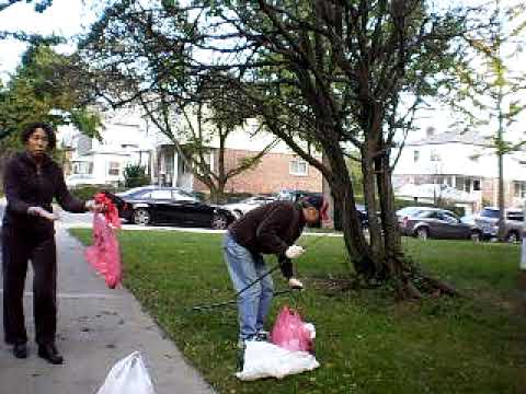 how to harvest ginkgo