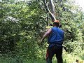 falling some snags with stihl ms460 with music falling some snags with stihl ms460 with music