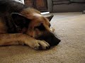 Piggy Dog!