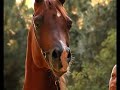 arabian stallion RA Moonn Ibn Tarok D