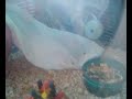 Luna and Cissy, paper munching Robos