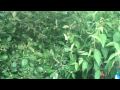 Plant, shrub, and trees for sale from Chris Orser Landscaping