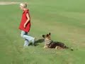 Schutzhund Obedience Training Schutzhund Obedience Training