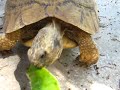 Testudo graeca ???, Morocco