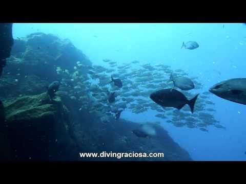 Buceo Azores - Isla Graciosa