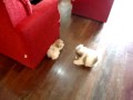 Shih-tzu Mel & Megh
