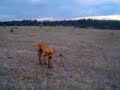 Cacer�a de jabalis con perros Fila, Traigu�n, Chile