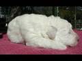 Kuvasz