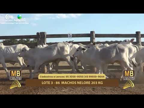 512� LEIL�O VIRTUAL MB LEIL�ES