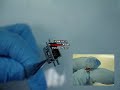 Phone Squad repair video Phone Squad repair video