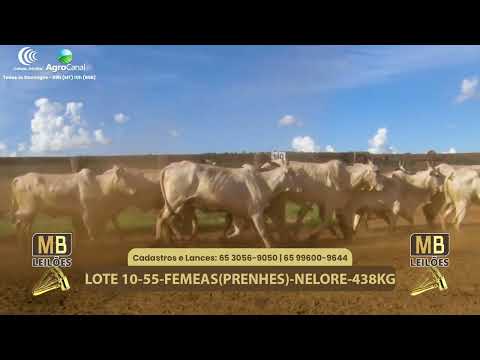 545� LEIL�O VIRTUAL MB LEIL�ES