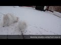 Stella the Snow Bunny