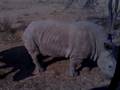 Ravi Lohia with Rhyno Family in Namibia