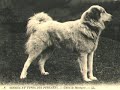 history of the Great Pyrenees history of the Great Pyrenees