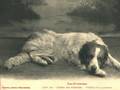 history of the Great Pyrenees