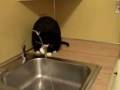 videos de Spunky Doodle Washing at Faucet