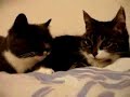katten kunnen praten als mensen