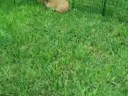 bunny outdoor play date bunny outdoor play date