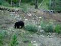 a baby bear beside maligne lake road