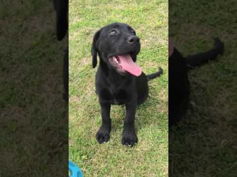Remington can fetch, sit and stay! Hes such a smart boy!