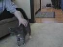 The Amazing Mickey - Cat plays fetch like a dog! 2008 REMIX