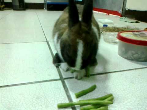 lovely polish rabbit and hamster.mp4