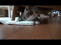 El Gato Maru juega bajo el sofá
