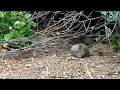 mother quail and walnuts