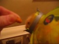 Yoda The Hamster, My Story