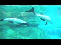 Aquatica Water Park Opening Day - SeaWorld Orlando