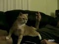 Super confused kitty