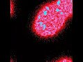 Bacteria vs Phage with MiniBioDyn