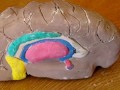 videos de Cátedra de Neuropsicología