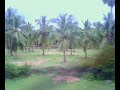 Green Scenery