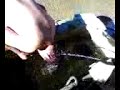 Manuel taking a dip in the cows Drinking water haha Manuel taking a dip in the cows Drinking water haha
