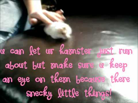 how to properly pick up a dwarf hamster