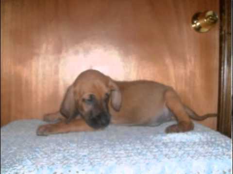 Barney- CKC Registered