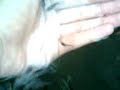 Hand feeding my black mollies- Part 2