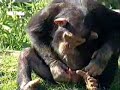funny video engraçado