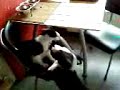 Diesel, kruising Dogo Agentino en Kane Corso, having a catfight! DEEL2