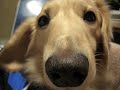 Saying Goodbye - Loss of a pet
