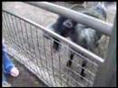 Goat Dances To Freebird