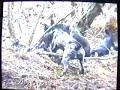 NZ Pig Hunting NZ Pig Hunting