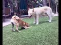 Puggle VS White German Shepherd Part 2 Puggle VS White German Shepherd Part 2