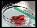 Trucos Koipe: Aceite de gambas Trucos Koipe: Aceite de gambas