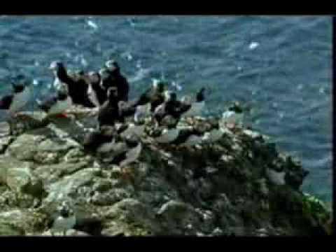 Travelling Birds Sigur Ros as played by Kronos Quartet