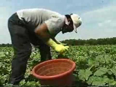 Video Still